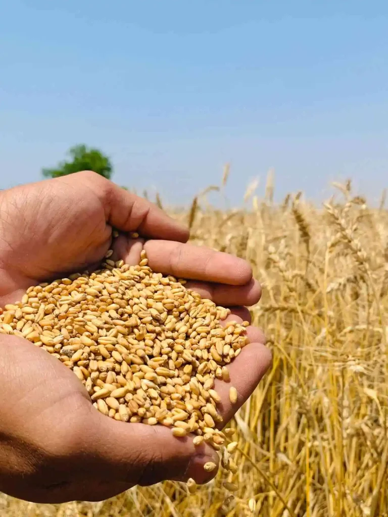 wheat price in pakistan