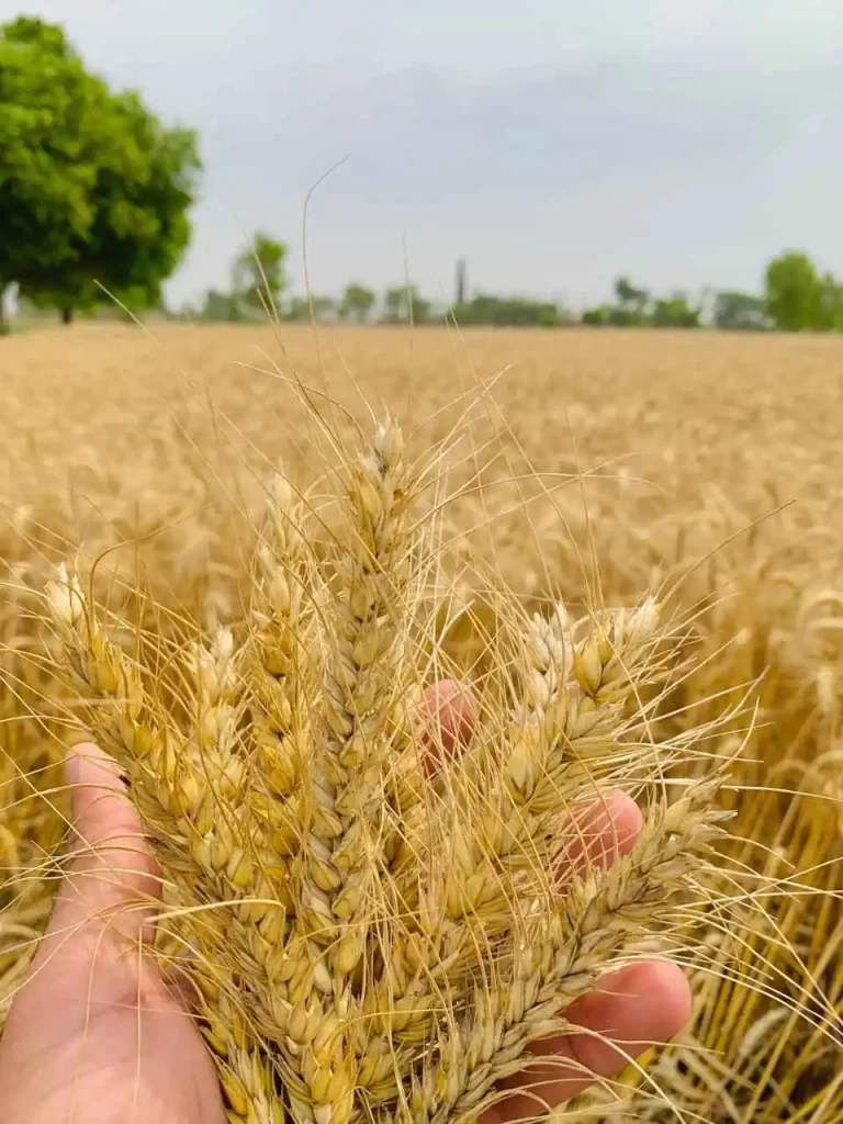 wheat price in Punjab