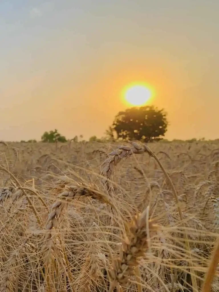 wheat price in Sindh