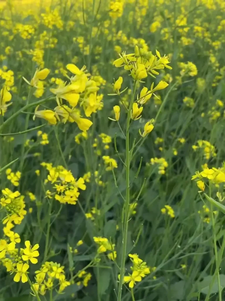 Mustard Price Today