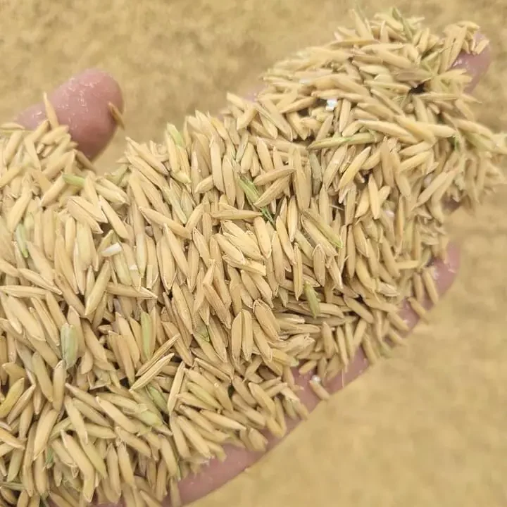 Rice Price in Pakistan