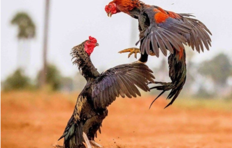 Sabong International: A Comprehensive Guide to Online Cockfighting